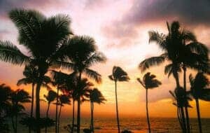 Palm trees in Hawaii