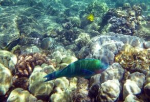 Snorkeling in Hawaii